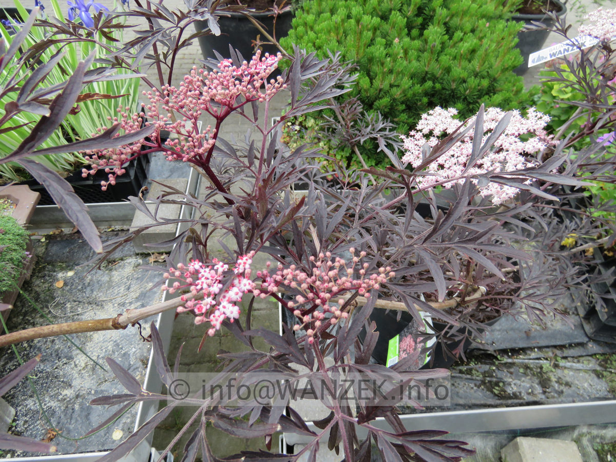 Sambucus nigra Black Lace 01.JPG